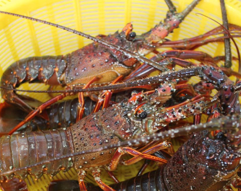 �ɓ������x�C�X�e�[�W������